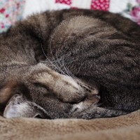 猫の『丸まり方』を見れば気持ちがわかる？3つの形ごとに異なる心理を解説