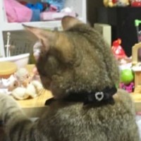 おままごとをする娘をそばで見守っていた猫→娘が眠ると…まさかの『尊すぎる瞬間』に１万いいね「可愛すぎてやばい」「涙が止まらない」