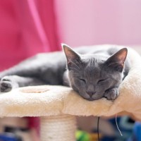 幸運の猫とされている『コラット』はどんな猫種？　性格や特徴、歴史に至るまでご紹介