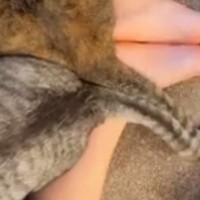 ストレッチをしようと床に座ったら、ねこが集まってきて…『かわいすぎる光景』に「股関節のストレッチになってるｗ」「なんと幸せな光景」