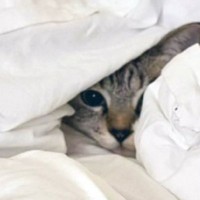 雷の音におびえて『お布団に避難したネコ』…顔だけのぞかせる姿が尊すぎると２万いいねの反響「守られてるね～」「お人形さんみたいでかわいい」