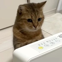 ヒーターが大好きな猫→つけてあげようとしたら、前足を伸ばして…『まるで人間のような行動』が話題「自分でスイッチ入れそう」「やっぱり天才」
