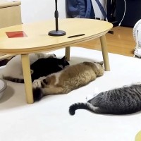 リビングにホットカーペットをしいた結果→猫たちがそろって…思った以上に『ダメになっている』光景が話題「まさに絶景」「はぁ…混ざりたい…」