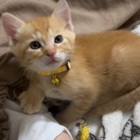 お昼寝中の赤ちゃんのそばで、子猫が……あまりにも尊すぎる『素敵な瞬間』が７万再生「なんかほっこりした」「なんて可愛いんだろうｗ」