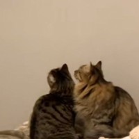 暖かい日、『暖房はつけなくても大丈夫』と思っていたら…2匹の猫が見せた『可愛すぎる行動』が15万再生「胸キュンですｗ」「泣けてくる」
