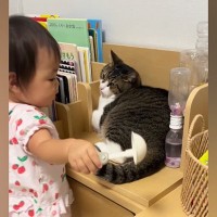 赤ちゃんから『ニャンニャン』と声をかけられた猫→反応が……77万再生の微笑ましすぎるやり取りに「耐えてる耐えてるｗ」「優しいニャン」