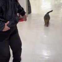 おばあちゃんに『おいで』と呼ばれたネコが、次の瞬間…優しすぎて涙が出る『寄り添い方』が10万再生「癒された」「すごーい」と反響