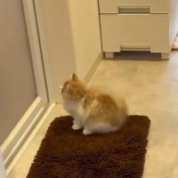 飼い主さんがお風呂に入っていると、ドアの前で猫が…ずっと待ち続ける"健気な姿"が可愛すぎると21万再生「なんていじらしい」「嬉しいね」