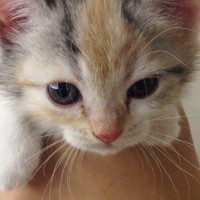 両手に収まるほど小さかった子猫→『10年後』の様子を見ると…素敵すぎるビフォーアフターに反響「変わらない可愛さ」「面影があるね」