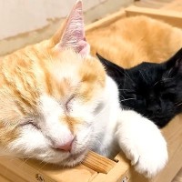 先住猫のことが大好きな保護子猫→寝床までついて行って…あまりにも『幸せそうな表情』に「可愛いストーカー」「親子に見えるね」と反響の声