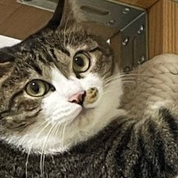 キャットタワーのポールにしがみついていたネコ…『謎のポーズ』が可愛いと２万いいねの反響「猿の真似かも」「楽しそうで笑ったｗ」