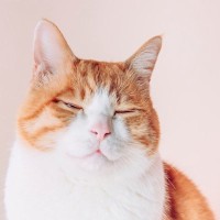 猫が『笑顔』のような表情をみせる理由3選　実際に笑っているの？考えられる心理とは