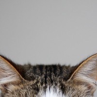 猫の『耳の向き』から読み取れる4つの心理　感情によって表れる変化が違う？