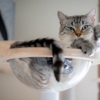 猫にとっての『ベストポジション』に設置したい4つのアイテム　快適に過ごしてもらうためのコツも解説