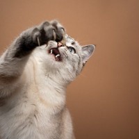 猫が『猫パンチ』をしてくる3つの理由　実はいろんな種類がある？正しい対応方法まで