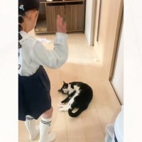 幼稚園へ行く準備をしていた娘さん→廊下を『体で塞ぐ猫』が登場して…可愛すぎる『攻防戦』に「関所ｗｗ」「意図して通せんぼしてるｗ」の声