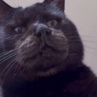 元ボス猫を下から撮影→『名前を呼ぶ』と…まさかの可愛すぎる光景が34万再生「お顔立ちがとっても素敵」「熊のような犬のような」