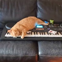 家に帰ると『不穏すぎるBGM』が聞こえて…部屋を見た結果→まさかの『猫の様子』が80万再生「完全に事件現場ｗ」「危険が迫ってる音ｗ」