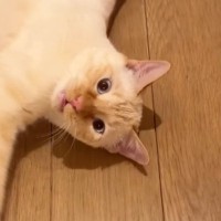 飼い主さんが帰ってきた瞬間…思わず笑顔になる『猫の可愛すぎる反応』が16万再生「もうニヤニヤが止まらない」「よかったねぇ〜」