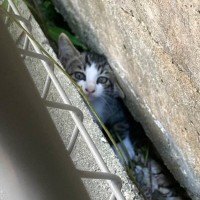 家の裏で『カラスに狙われていた子猫』→勇気ある行動で救出された結果…涙を誘う光景に反響「運命の出会いだね」「幸せになるんだよ」