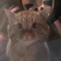 保護された『風邪気味の茶トラ猫』を預かると→少しずつ心を開いてきて…"感動のエピソード"が32万再生「なんて素敵な話」「涙が出た」