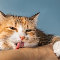 猫が飼い主の腕を『抱きかかえる』理由4つ　愛猫が伝えたいことから適切な応え方まで