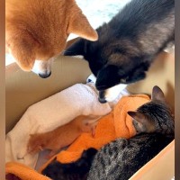 生まれて数日の赤ちゃん猫を保護→犬と猫が様子を見に来て…尊すぎる『優しい光景』が話題「お母さんがいっぱい」「みんなで子育てしてる」