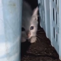 ドブに落ちてしまった子猫を保護→お風呂に入れると『灰色の毛』が…感動の"大変身"が19万再生「キュンが止まらん」「助けてもらえて良かった」