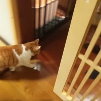 普段は"お父さんに塩対応な猫"→お父さんが旅行に行ったら…まさかの展開に涙が出ると80万再生「努力が報われた日」「泣いてしまった」