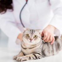 猫の『血液型』にまつわる基礎知識5つ　事前に知っておきたい理由から調べる方法まで