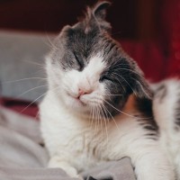 猫が何度も『頭を振っている』ときの原因4つ　病気のリスクから取るべき対処法まで