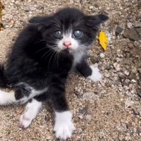 海辺で出逢った"下半身が動かない子猫"…保護された光景に涙が止まらないと1332万再生「命を救ってくれてありがとう」「よく頑張った」