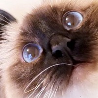 猫の『毛色』を夏と冬で比べてみた結果…まるで別の猫みたいな『驚きの変化』に「すごい変わった」「夏の日差しは厳しいからねｗ」と反響