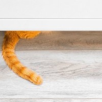 猫の『しっぽを踏んだ』ときに起こること3選　危険なトラブルの可能性から対処法まで