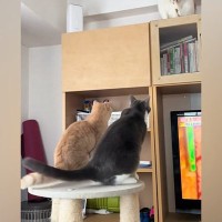 棚の上に飛び乗ろうとした"2匹の猫ちゃん"→次の瞬間…まさかの展開に爆笑する人続出「かわいすぎるｗ」「なぜ行けると思ったｗ」