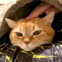 急に寒くなったので、夏用寝具のまま寝た結果→ネコが寄り添ってくれたのに…思いもよらない『切ないオチ』が話題「毛布に心惹かれたのかな」