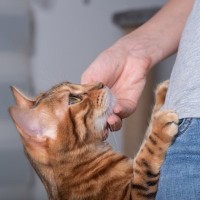 猫が『飼い主に依存』しているときのサイン3選　放っておくのは危険？改善策も解説