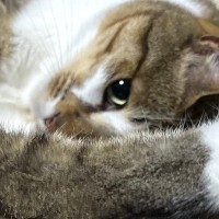 伸びをしていた猫→あまりにも独特なポーズで…まるで『飛び込み競技の選手』のような姿勢に13万いいね「足つりそうｗ」「基本技の型…ｗ」