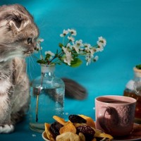 猫にとって『ドライフルーツ』が危険な理由3つ　命に関わる可能性も？
