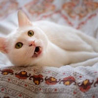 猫が『悲しそうな声』で鳴くときの理由4つ　込められた意味とは？対処法までご紹介