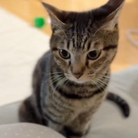 赤ちゃんを抱っこしていたママのもとに『甘えん坊な元野良猫』がやって来て…91万再生の尊すぎる瞬間に「涙が出てきた」「なんて幸せな光景」