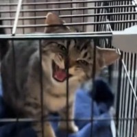 生まれて初めてのお留守番で『文句が止まらなくなった子猫』…想像以上の光景に「あまりにも可愛すぎる」「めっちゃ訴えてるｗ」と58万再生