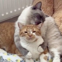 お兄ちゃん猫をバックハグ→愛情込めて『毛繕いしていた弟猫』が、次の瞬間…まさかの行動が17万再生「ロックされてて笑う」「だれかれ構わずｗ」