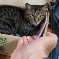 手のひらに『薬』を乗せて猫のまえに差し出すと…"信じられない光景"が11万再生「ええええ賢すぎる」「あまりにもすごい」と称賛の声