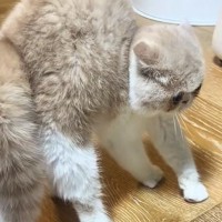 "やんのかポーズ"をしていた猫→表情を見ると…思わず笑ってしまう瞬間が60万再生「体はやる気満々なのにｗ」「そっくりのオブジェ作りたいｗ」