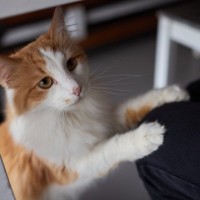 猫が『飼い主の上に乗ってくる』理由5つ　場所によって異なる意味や応え方も解説