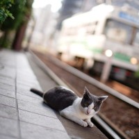 堂々と高速列車に乗り込み、1泊2日の旅を楽しんだ「珍客」猫　英国