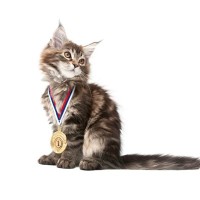 猫の「早食い競争」や「美人コンテスト」…各種ペット競技が盛んに　タイ