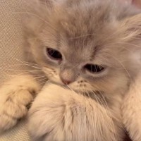 クッションをちゅぱちゅぱと『かじっていた子猫』が次の瞬間…"赤ちゃんすぎる光景"がたまらないと23万再生「天使」「疲れが吹っ飛ぶ」