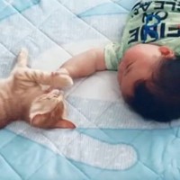 赤ちゃんが『妙に静かだな』と思ったら、子猫と一緒にいて…微笑ましすぎるやり取りに"癒される"と反響「ほのぼのするね～」「可愛い」